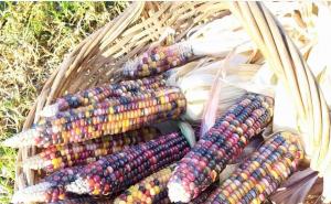 彩色玉米图片 第4张