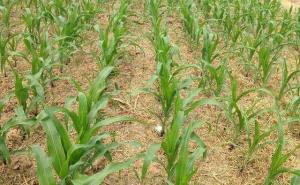 玉米苗图片 第3张