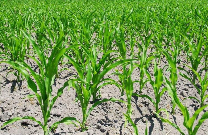 玉米苗图片 第2张