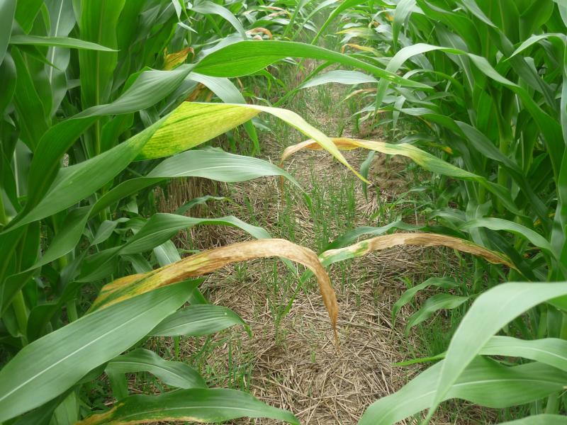 玉米叶子图片 第3张