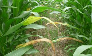 玉米叶子图片 第3张