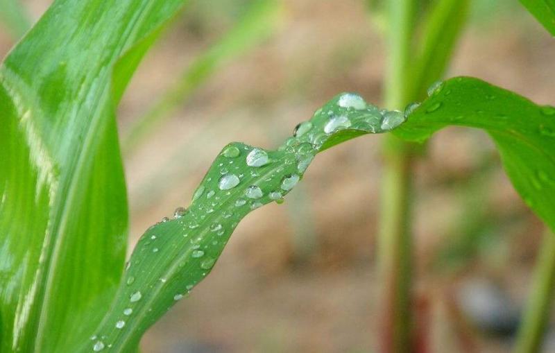 玉米叶子图片 第1张