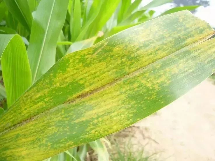 玉米叶子图片 第2张