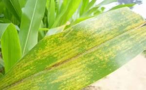 玉米叶子图片 第2张