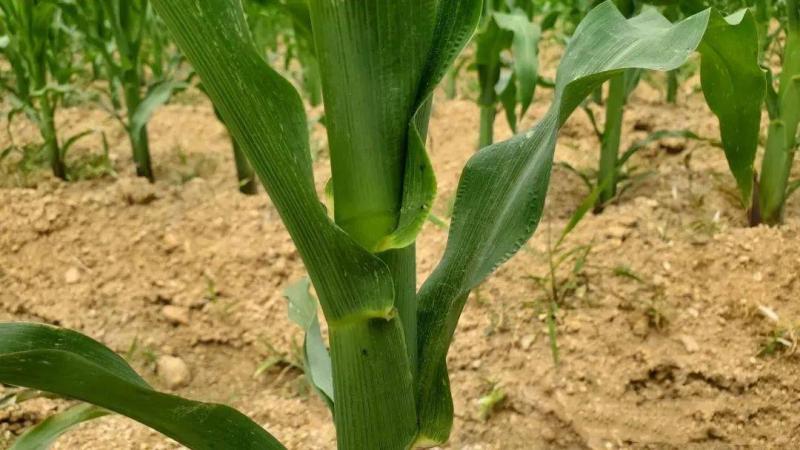 玉米叶子图片 第4张