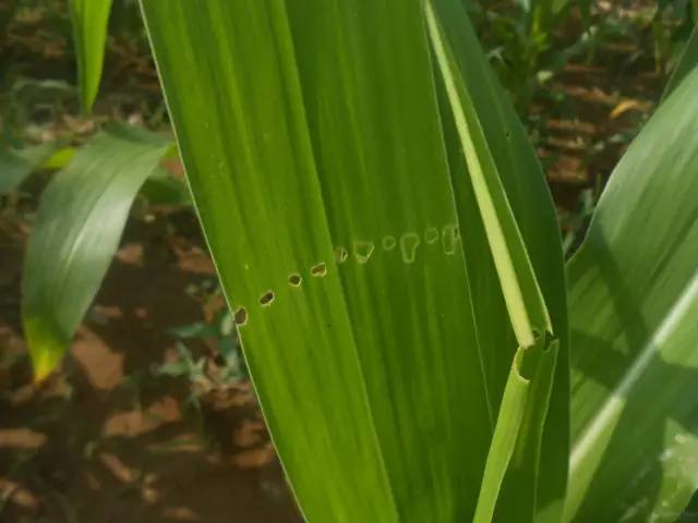 玉米叶子图片 第5张