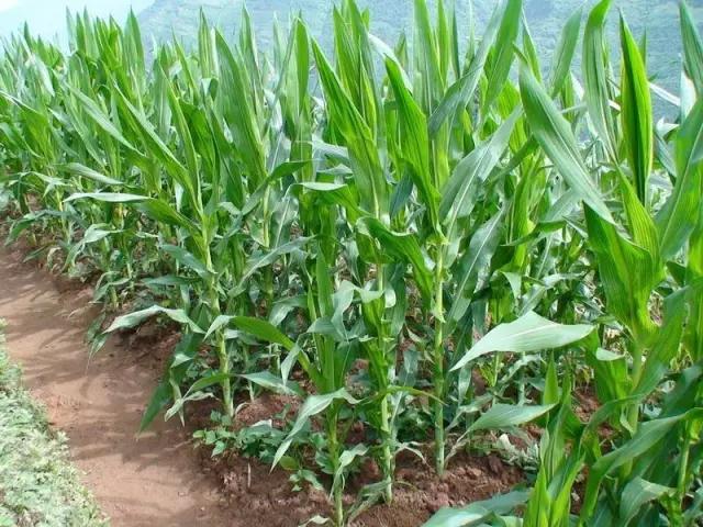 玉米叶子图片 第6张
