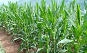 玉米叶子图片 第6张