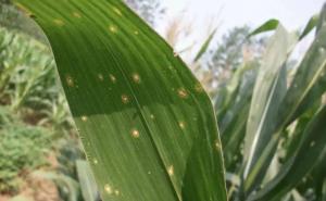 玉米叶子图片 第7张