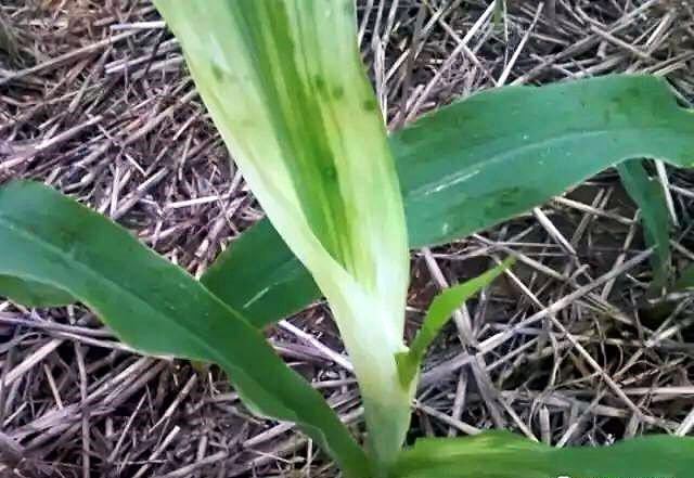 玉米叶子图片 第8张