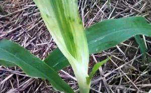 玉米叶子图片 第8张