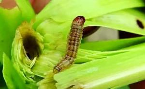 玉米地里的虫子图片 第3张