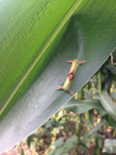 玉米地里的虫子图片 第2张