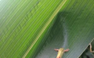 玉米地里的虫子图片 第2张