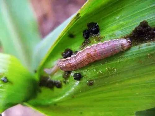 玉米地里的虫子图片 第6张