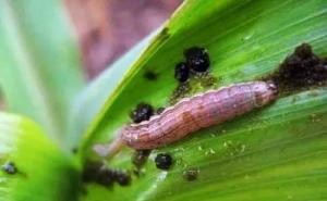 玉米地里的虫子图片 第6张