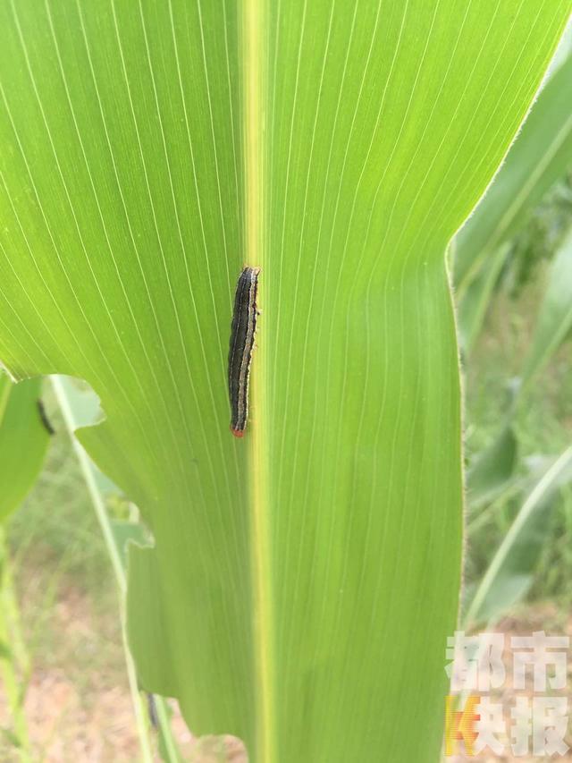 玉米地里的虫子图片 第7张