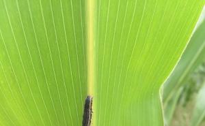 玉米地里的虫子图片 第7张