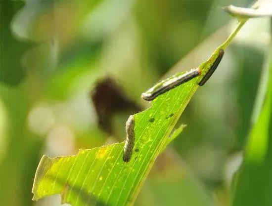 玉米地里的虫子图片 第4张