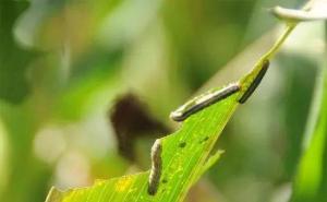 玉米地里的虫子图片 第4张