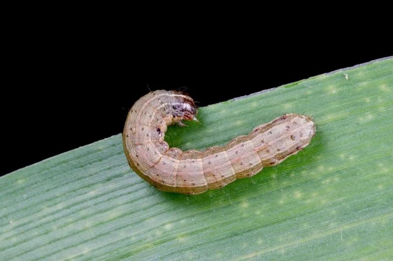 玉米地里的虫子图片 第5张