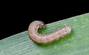 玉米地里的虫子图片 第5张