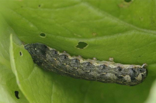 玉米地里的虫子图片 第9张