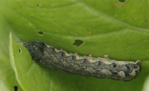 玉米地里的虫子图片 第9张