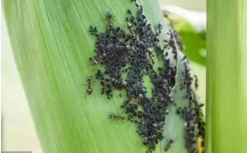 玉米地里的虫子图片 第8张