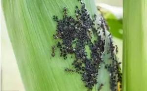 玉米地里的虫子图片 第8张