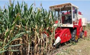 收割玉米图片 第3张