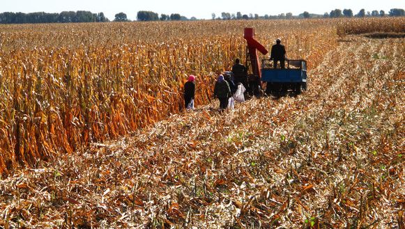 收割玉米图片 第4张