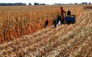 收割玉米图片 第4张