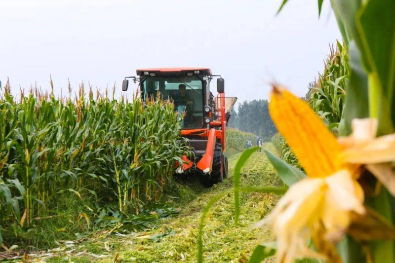收割玉米图片 第2张