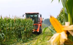 收割玉米图片 第2张