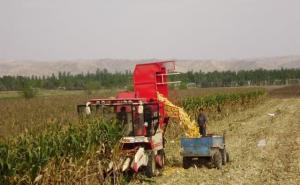 收割玉米图片 第5张