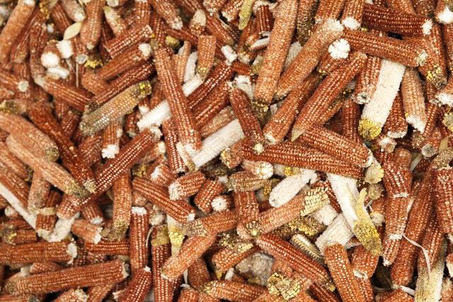 玉米芯图片 第6张