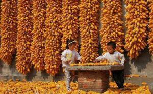 玉米堆成山的图片 第2张