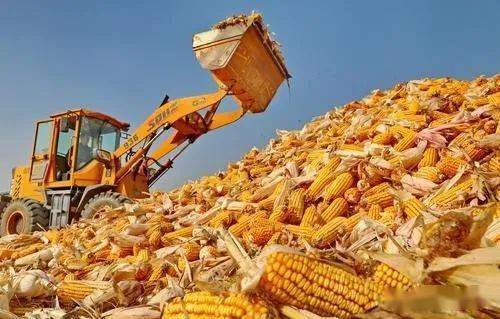 玉米堆成山的图片 第1张