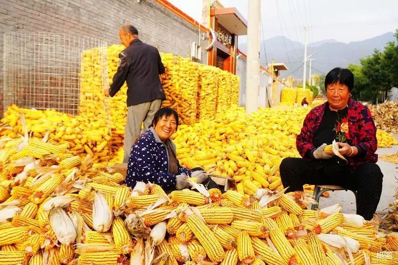 玉米堆成山的图片 第4张
