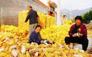 玉米堆成山的图片 第4张