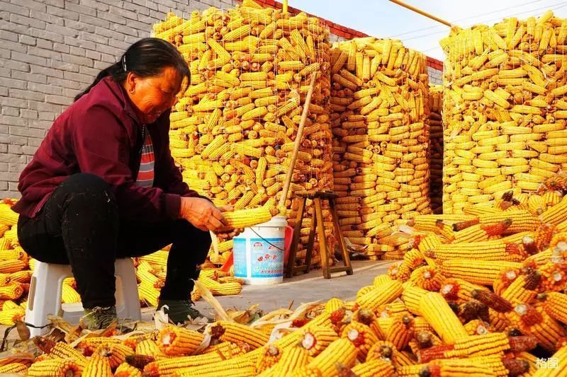 玉米堆成山的图片 第5张