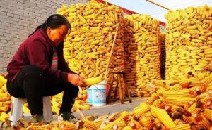 玉米堆成山的图片 第5张