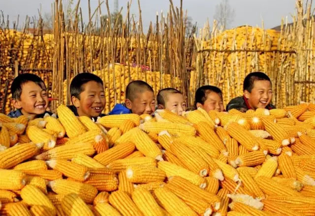 玉米堆成山的图片 第3张