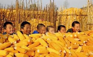 玉米堆成山的图片 第3张