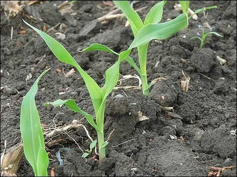 玉米发芽生长图片 第2张