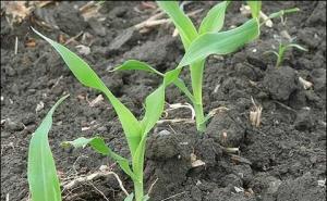 玉米发芽生长图片 第2张
