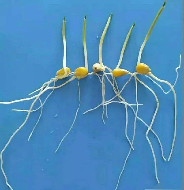 玉米发芽生长图片 第1张