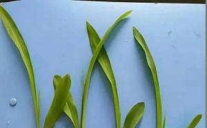 玉米发芽生长图片 第3张