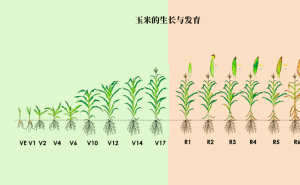 玉米的生长过程图片 第2张